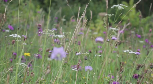 Bring Your Wildflower Meadow Home